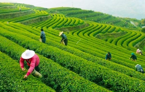 Journey of Green Tea