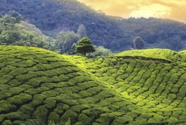Cameron Highlands (B, L)