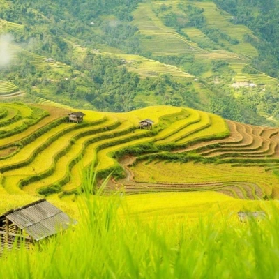 Hoang Su Phi Terraced Fields