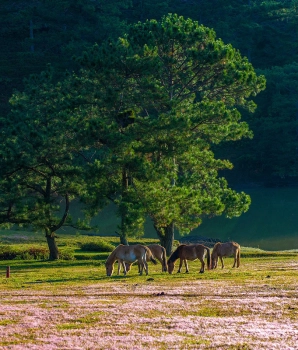 Da Lat Tour 3 days: Tranquility Escape