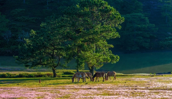 Da Lat Tour 3 days: Tranquility Escape