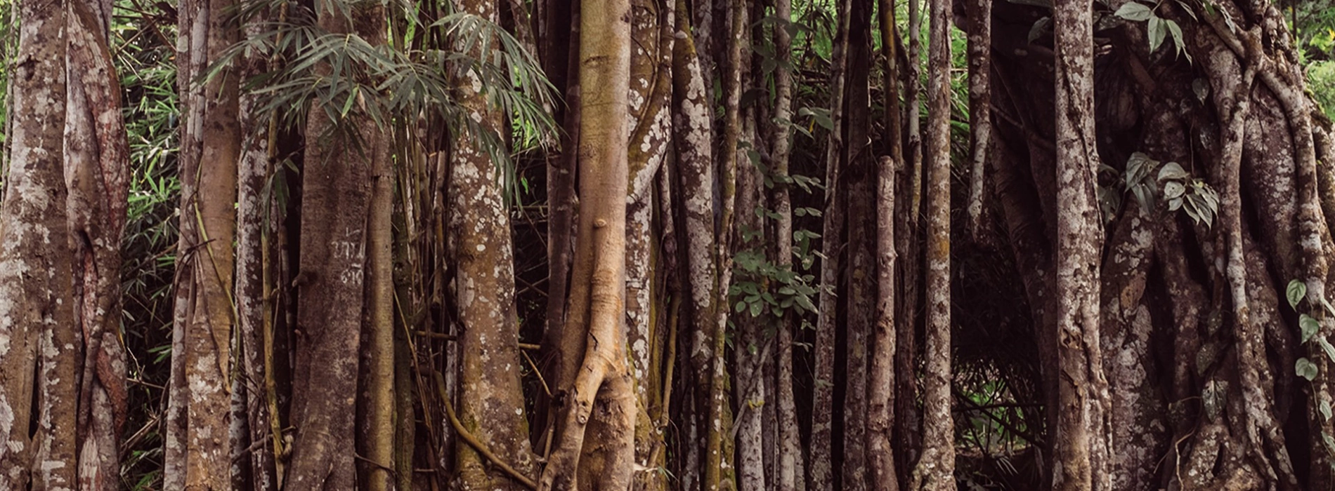 Nam Phouy National Biodiversity Conservation Area