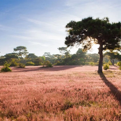 Pink Grass Hill