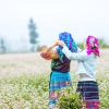 Buckwheat flower season: Explaining the beauty across the Ha Giang Stone Plateau