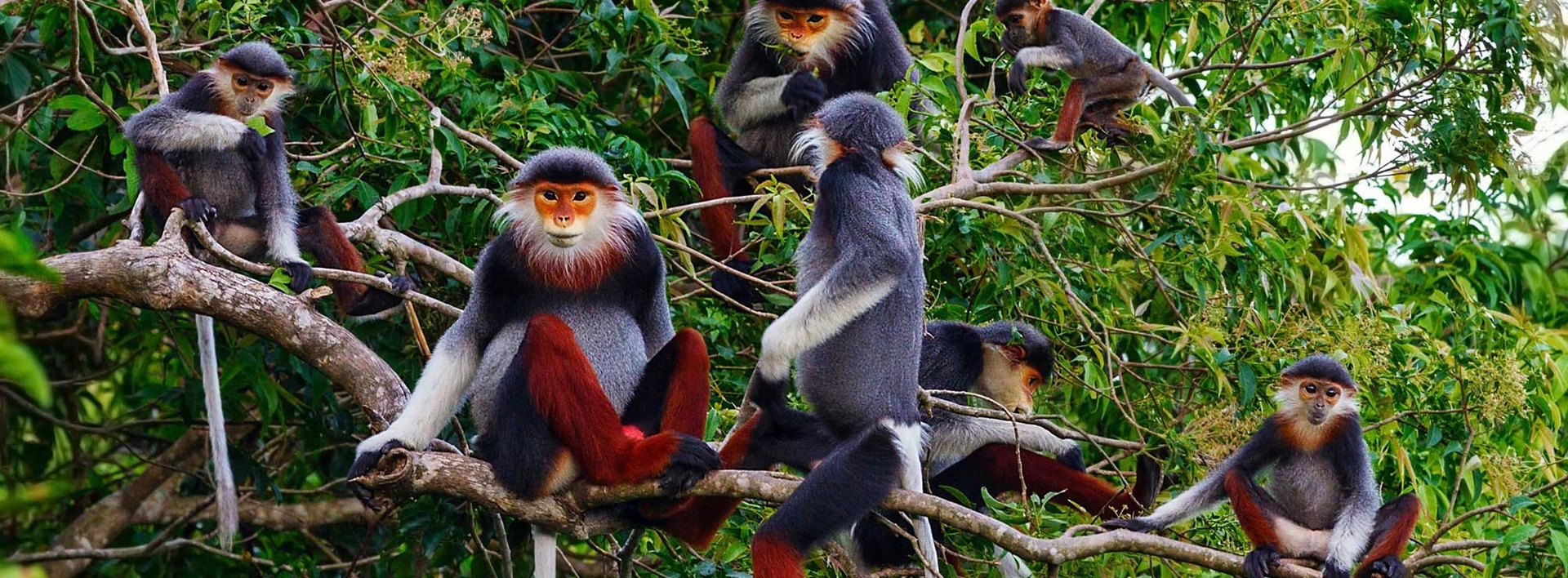 Cuc Phuong National Park Banner