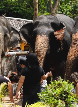 Thailand Tour 14 Days 13 Nights: Discover the highlights of Thailand