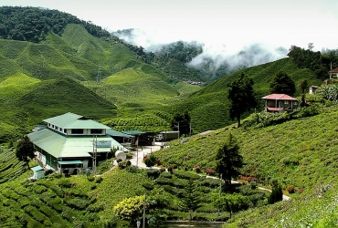 Taman Negara National Park - Cameron Highlands (B)