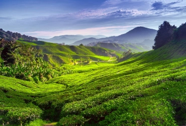 Kuala Lumpur - Cameron Highlands (B)