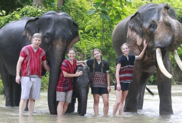 Chiang Rai City - Elephant Experience (B)