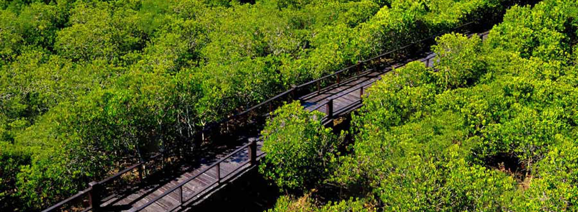 Sirindhorn Peat Swamp Forest