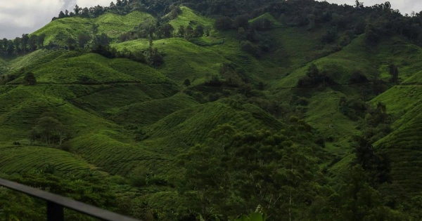 Cameron Highlands: Malaysia's Scenic Hill Station