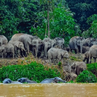 Kinabatangan