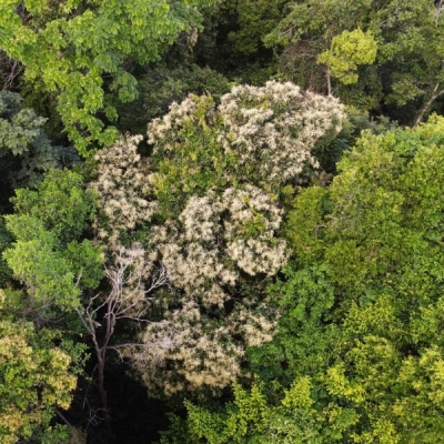 Ru Linh Primeval Forest
