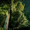 A Wildlife Safari Through Malaysia Rainforests