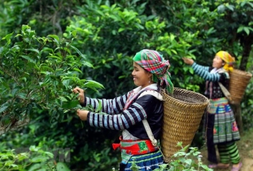 Tea Trails and Tribal Tales