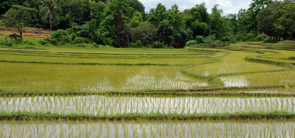 The Farming Village of Ban Don Saingam (BLD)