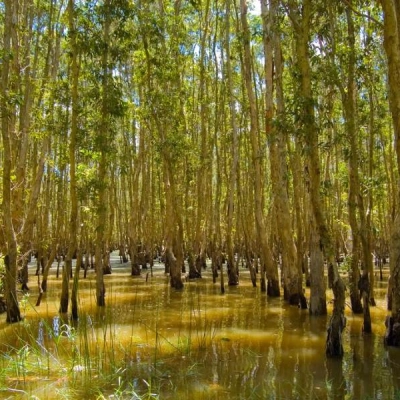 Vi Thuy Melaleuca Forest