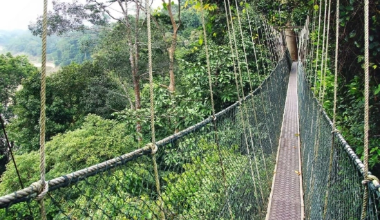 Western Malaysia Jungle Tour 13 Days: Tropical Jungles
