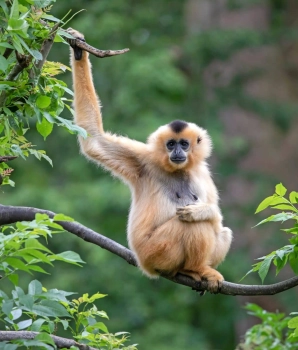 Virachey National Park Trekking Tour 3 Days: Jungle Trek