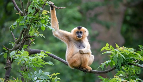 Virachey National Park Trekking Tour 3 Days: Jungle Trek