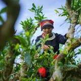 Ha Giang Tour 2 Days 1 Night: Enchanted Tea and Tribal Journey