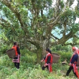 Ha Giang Tour 2 Days 1 Night: Enchanted Tea and Tribal Journey