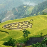 Hoang Su Phi Tour 4 Days: Trekking Experience