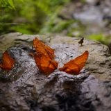 Xuan Son National Park Tour 2 Days: Tranquil Nature Escape