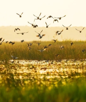Tram Chim National Park Tour 2 Days: Serene Birdwatching