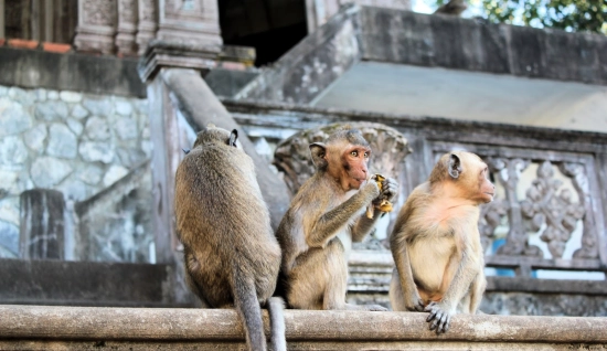 Cambodia Tour 11 days: Culture and Wilderness Adventure