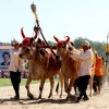 Royal Plowing Ceremony in Cambodia