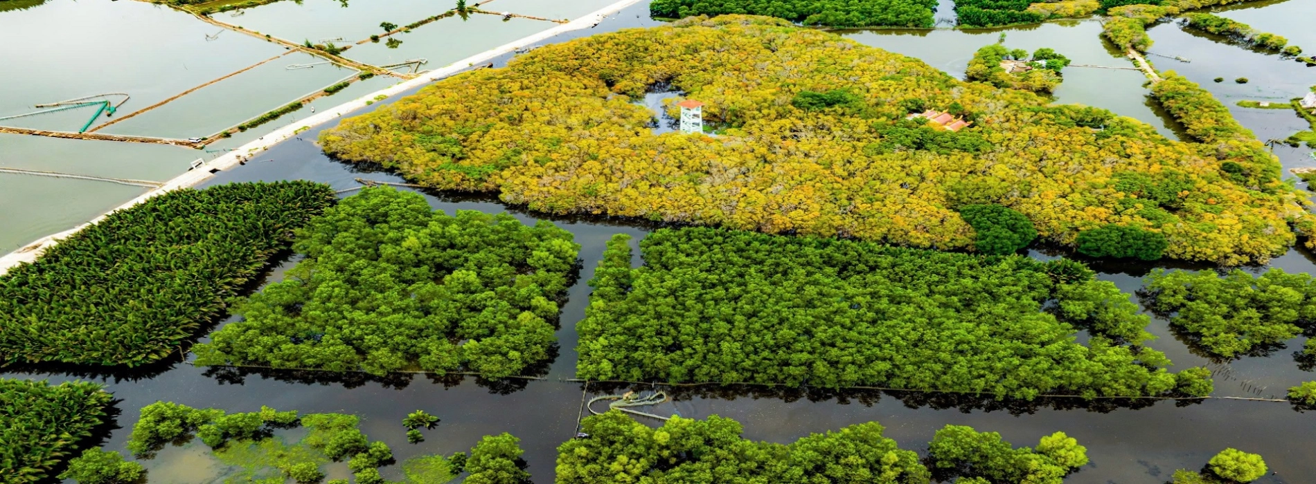 Ru Cha Mangrove Forest