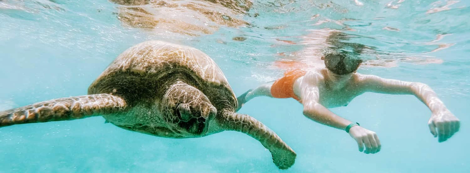 Best Places to See Sea Turtles Nesting in Malaysia
