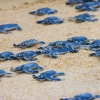 Discover Sea Turtle Nesting Sites on Your Malaysia Trip
