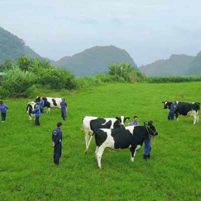 Moc Chau Dairy Farm