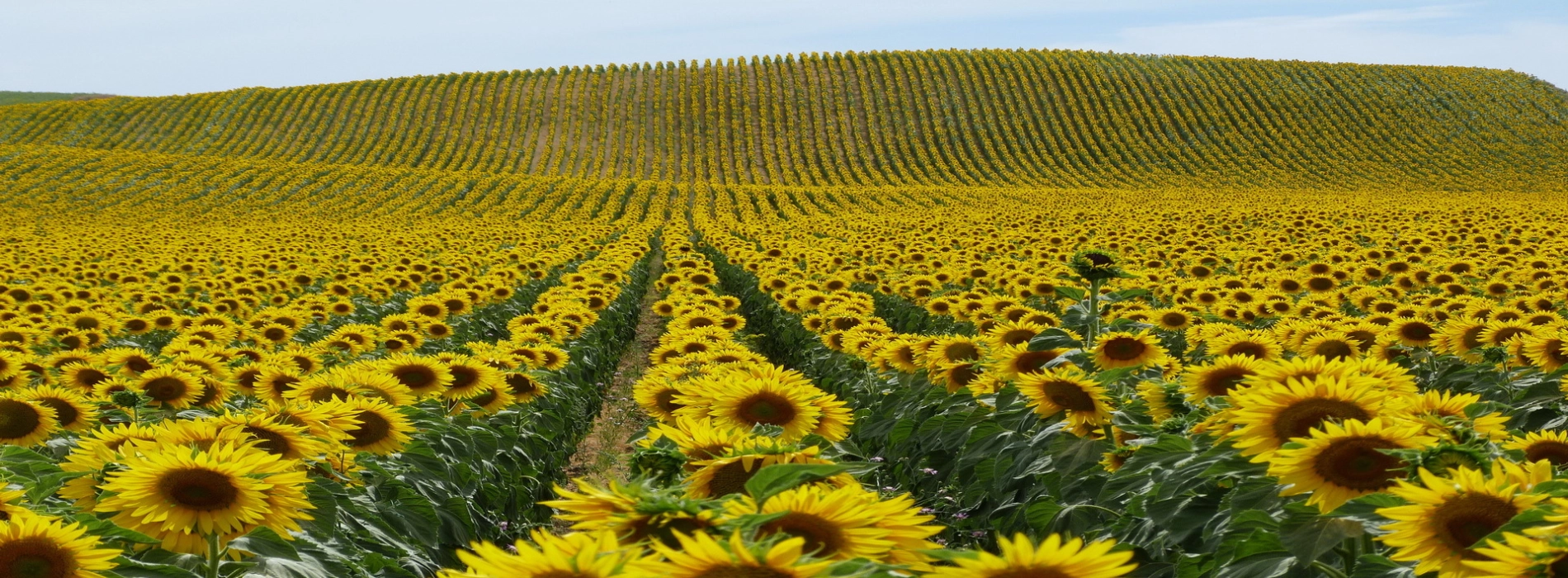 Sunflower Field