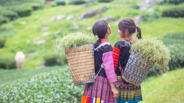 Moc Chau - The Enchanting Highlands of Northern Vietnam