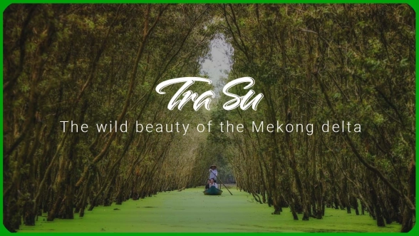 Tra Su Melaleuca Forest: The untouched beauty of the Mekong Delta