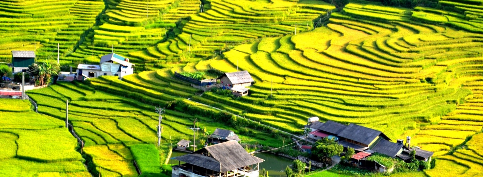 Explore Golden Rice Season in Northern Vietnam Tour
