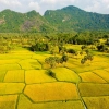 Explore Golden Rice Season in Northern Vietnam Tour