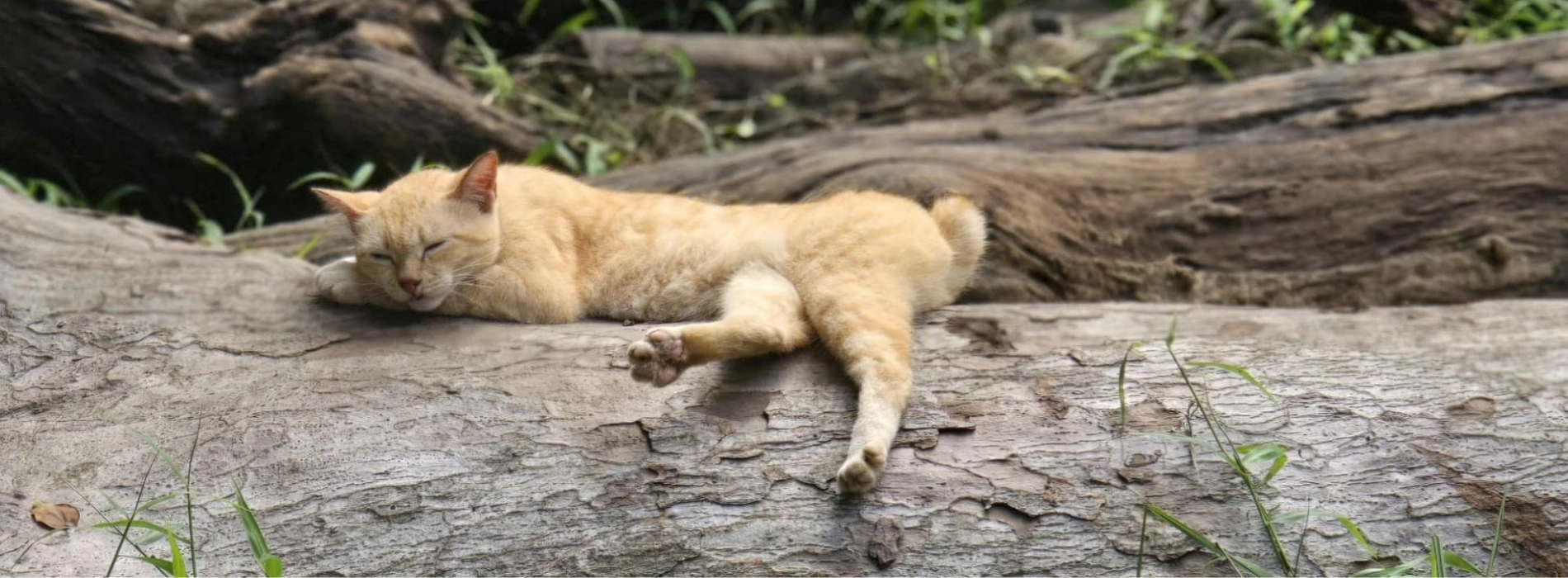 Saigon Zoo and Botanical Gardens