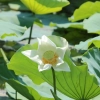 Lotus Flower Season In Vietnam: A Seasonal Travel Guide