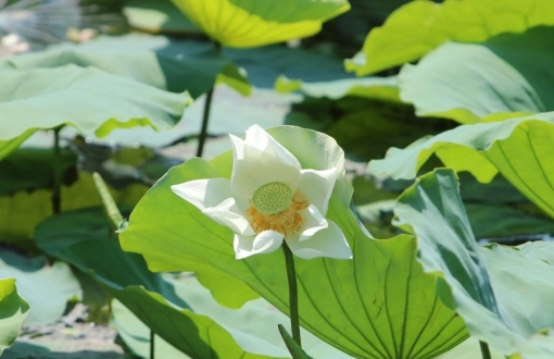 Lotus Flower Season In Vietnam: A Seasonal Travel Guide