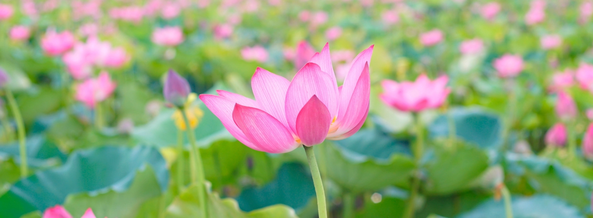 Lotus Flower Season In Vietnam: A Seasonal Travel Guide