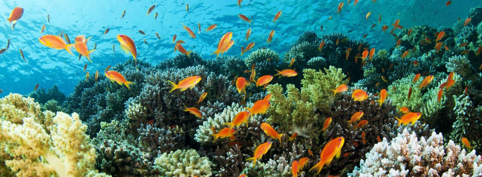 Thailand Diving Regulations 2025 for Beginners