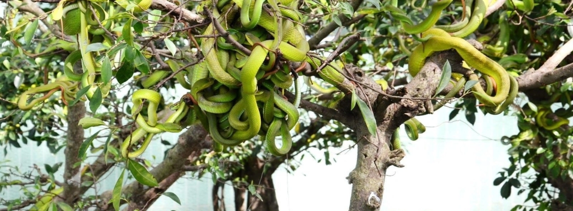 Dong Tam Snake Farm