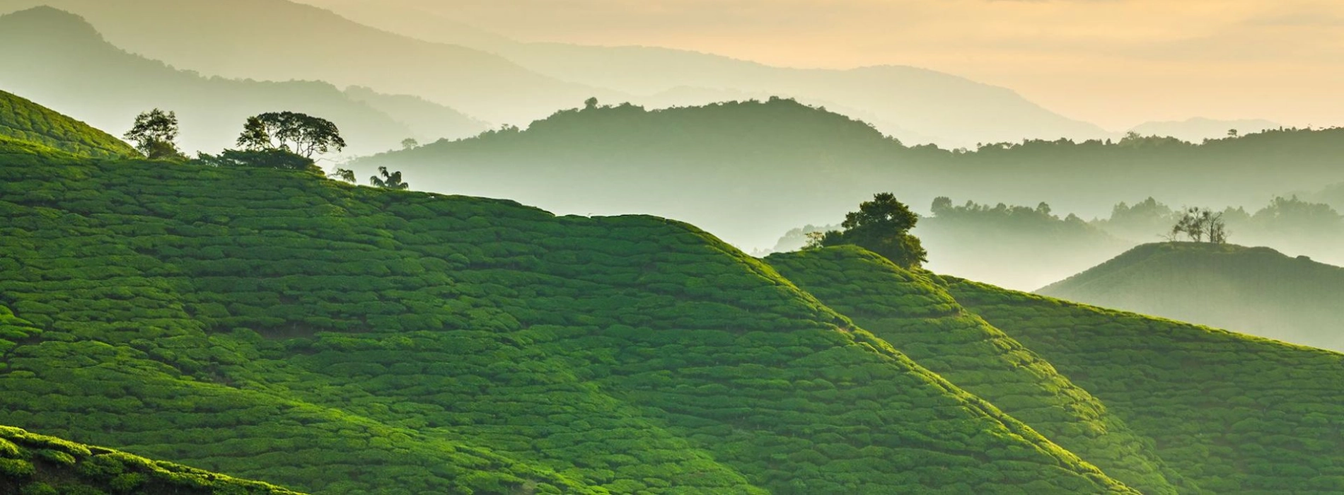 Malaysia Highlands Tour: A Refreshing Getaway
