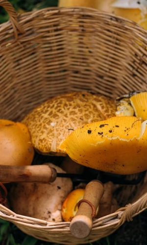 Experience Mushroom Picking in Da Lat During Rainy Season