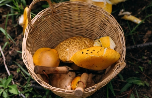 Experience Mushroom Picking in Da Lat During Rainy Season