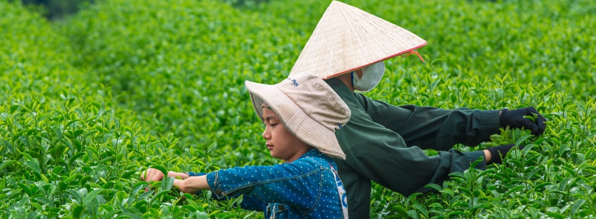 Love Moc Chau Heart Tea Hill